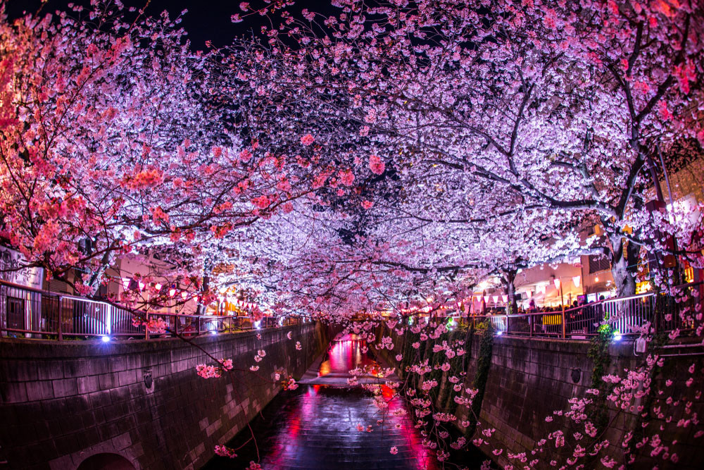 Japan s Best Cherry Blossom Festivals For 2021 with Map And Images Japan s Best Cherry Blossom Festivals For 2021 with Map And Images